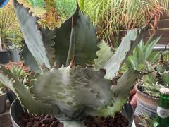 アガベ ハイブリッド キシロナカンサ✖️ポタトラムOSP産 - メルカリ