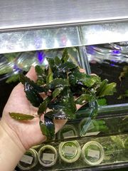 Bidayuha Crassispatha Kalimantan Barat子株 Bidayuha Crassispatha Kalimantan Barat子株 - メルカリ