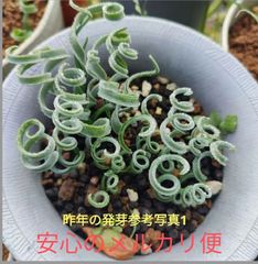 アルブカコンコルディアナ　Lサイズ2個セット（３ＣＭ～）＋おまけ種子２０粒