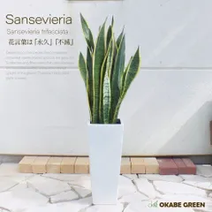 観葉植物 新生活 サンスベリア ７号 選べる白黒ロング陶器鉢 受皿付のサムネイル