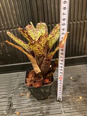 アガベ　パラサナ×イシスメンシス アガベ イシスメンシスxパラサナ | mana's farm:塊根植物