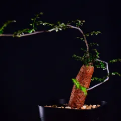 2025年最新】オペルクリカリア デカリーの人気アイテム - メルカリ