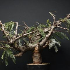 "Boswellia neglecta" ボスウェリア ネグレクタ 管理2213