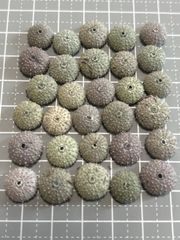 Item thumbnail for item 27ecd07e-a9ea-415e-930e-1ee1e457fbd2