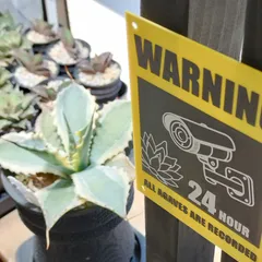 2025年最新】サインプレート アガベの人気アイテム - メルカリ