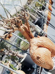 ✨圧倒的ぷりけつ株✨発根済み✨　アデニウム　ソマレンセ　赤肌　Adenium somalense