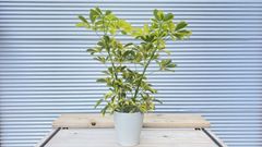 【観葉植物】シェフレラ　ハッピーイエロー（ホンコンカポック）6号鉢