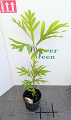 【在庫処分価格】グレビレアゴールド　バイレアナ　６号鉢　苗木