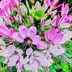 夏〜秋の花 / クレオメの苗　（10本、植え時）