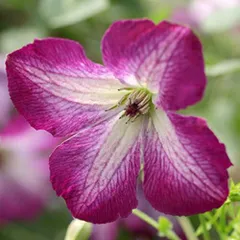 2026年最新】レンブ 苗の人気アイテム - メルカリ