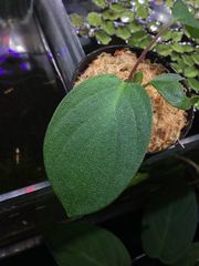 Homalomena sp. “Lemon peel ” from Aceh besar【AZ0324-1】