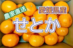 2024年最新】愛媛県せとかの人気アイテム - メルカリ