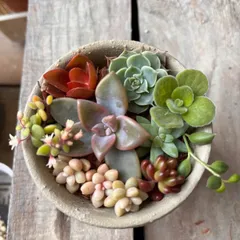 多肉植物カット苗寄せ植えセット