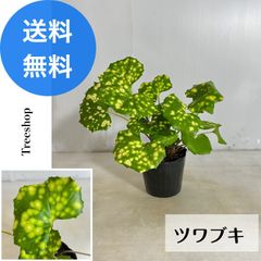 斑入りツワブキ 【送料無料】15ｃｍポット苗 高さ0.25ｍ 幅0.4ｍ 山野草 苗 盆栽 グランドカバー 石蕗