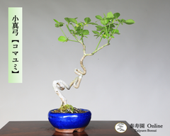 コマユミ『小真弓』 小品盆栽【泰寿園Online】現品 一点物 雑木 真柏 松柏 松 初心者 室内 鑑賞 趣味 卓上盆栽 盆栽鉢 グリーン 和 ギフト プレゼント ミニ盆栽 誕生日 母の日 父の日 敬老の日 記念日 お祝い 優良葉性 インテリア 2