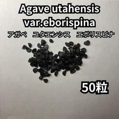 【種】50粒　Agave utahensis var.eborispina　アガベ　ユタエンシス　エボリスピナ