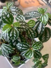 ピレア　観葉植物　シルバーリーフ　ポットごと
