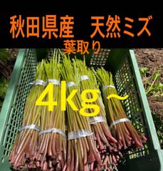 山菜 ミズ 4キロ 新潟県産 採れたて新鮮発送 特別価格 - メルカリ