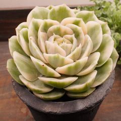 MA144	オンスロー錦	【イータニク】多肉植物　韓国苗　第四種郵便発送