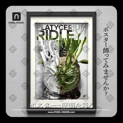 リドレイ ナローフォーム 細葉リドレイ板付 ビカクシダ リドレイ ワイドフォーム Platycerium ridleyi wide