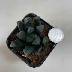 多肉植物　ハオルチア　万象　抜き苗　根付き