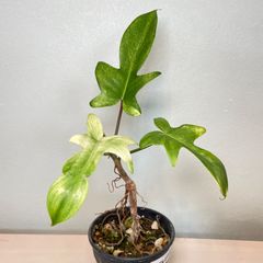 【葉っぱの形がかわいい】　フィロデンドロン　フロリダゴースト　Philodendron Florida Ghost　幹立