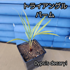 【鉢ごと発送】トライアングルパーム　Dypsis decaryi　(ミツヤヤシ)　(サンカクヤシ)