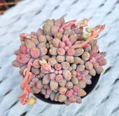 ☆ベビーフィンガー☆多肉植物