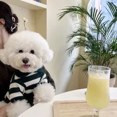 ストライプポロシャツ　ペット服　犬服