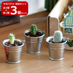 サボテンページ img_cache_d_1122208_1_16947344
