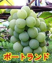 ぶどう★ポートランド★特有の強いラブラスカ香を持つ、緑色のブドウ★品質よく、糖度高く、多汁