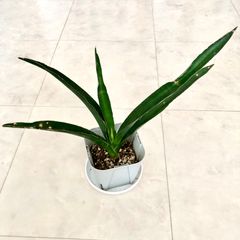 サンスベリア　カタナ