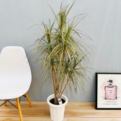 ［現品］【希少】19番　ドラセナ　コンシンネ　マジナータゴールド　8号　観葉植物　室内　大型　レア　斑入り　YT