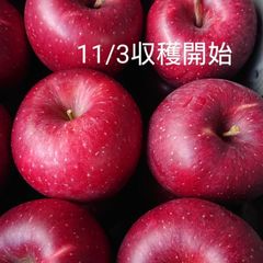 【しなのほっぺ収穫スタート】硬くてパリッとシャリッとの食感が好きな方に是非/約5㎏　長野県オリジナル品種・酸味と甘味が絶妙、スタッフ推しりんごです。