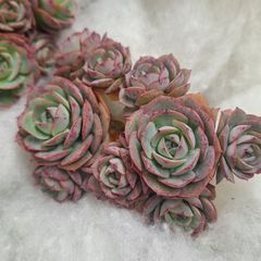 ☆クラウディアローズ☆大群生　多肉植物