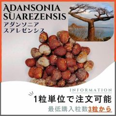 【種子】バオバブ アダンソニア スアレゼンシス/セット割あり数量3粒から購入OK