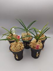 キバナノセッコク 白雪姫(しらゆきひめ) 長生蘭 - メルカリ