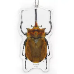 【中古】雑貨 エレファントゾウカブトムシ アクリルキーホルダー 「一番くじ昆虫 世界の昆虫だいしゅうごう!!」 G賞のサムネイル