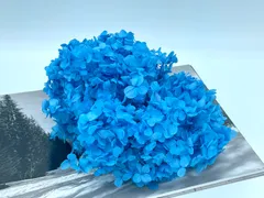 2024年最新】ガク紫陽花ブルーの人気アイテム - メルカリ