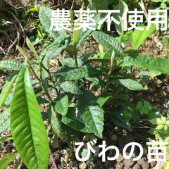 【農薬不使用】びわの苗 枇杷の苗 抜き苗 葉も種も使える シンボルツリーに☆