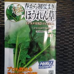 未開封＜野菜の種＞約500粒　ほうれん草 ジャスティス 　25ml 　法蓮草