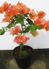 JgtZr7zyM7JNefttHFQGNS.jpg@jpg