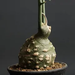 2024年最新】アデニア グロボーサの人気アイテム - メルカリ 