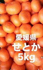 愛媛県産　家庭用　せとか　柑橘　　5kg