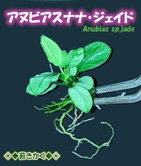 アヌビアスナナ ジェイド② 美株 水草 無農薬 水中葉 お写真分 - メルカリ