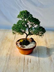 真柏　盆栽　しんぱく