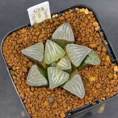 送料】メルカリ便 鉢植え発送用 - メルカリ