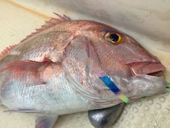 圧倒的釣果！【赤ケイムラ糸内蔵イカベイトスピナー付き2個