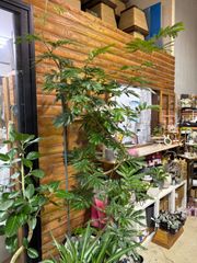 エバーフレッシュ　尺鉢　引き取り限定　立派　清涼感　キレイ　観葉植物　インテリア　グリーン　インドア　屋内