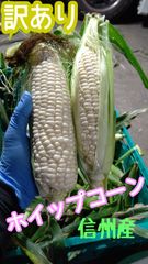 訳あり 長野県産 ホイップコーン とうもろこし 5kg以内か最大20本まで